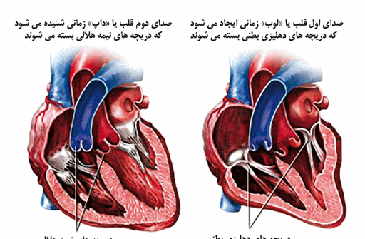 عکس دریچه های قلب انسان