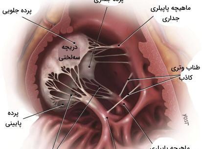 عکس دریچه های قلب انسان