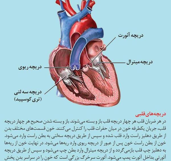 عکس دریچه های قلب انسان