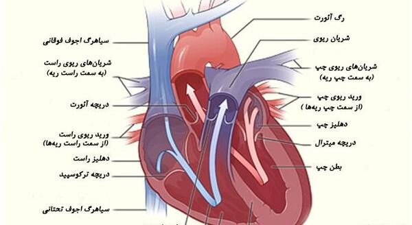 عکس دریچه های قلب انسان