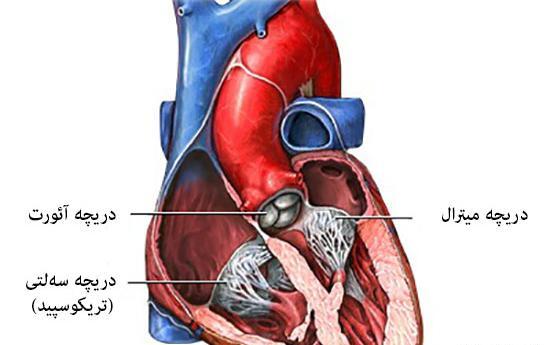 عکس دریچه های قلب انسان
