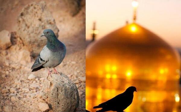 عکس قبر حضرت فاطمه زهرا