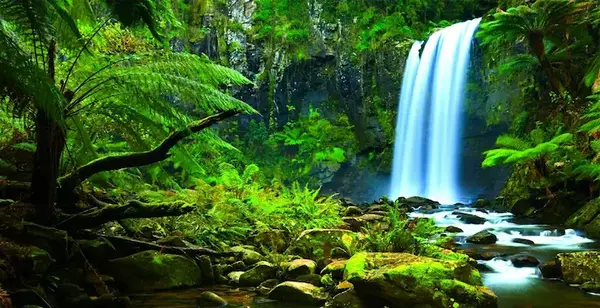 عکس های قشنگ جنگل