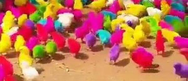 عکس جوجه رنگی قشنگ
