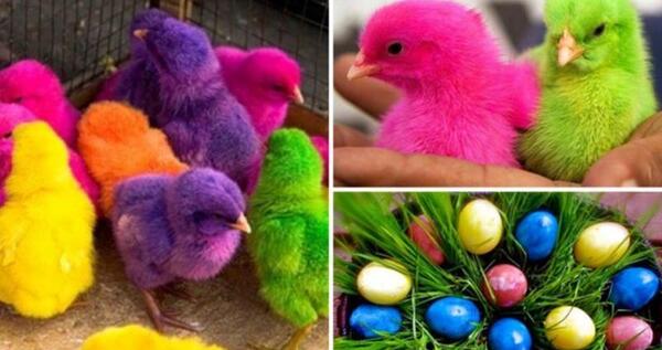 عکس جوجه رنگی قشنگ