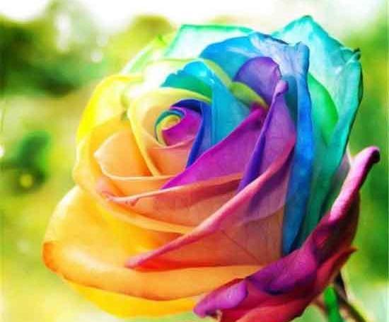 عکس های گل و قلب زیبا