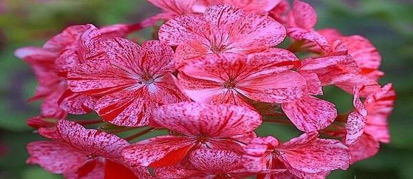 عاشقانه قلب زیبا عکس گل