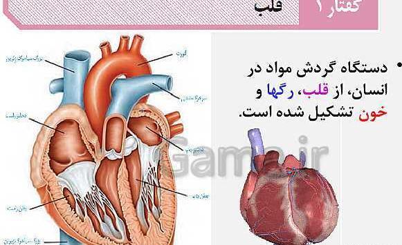 عکس قلب زیست دهم تجربی