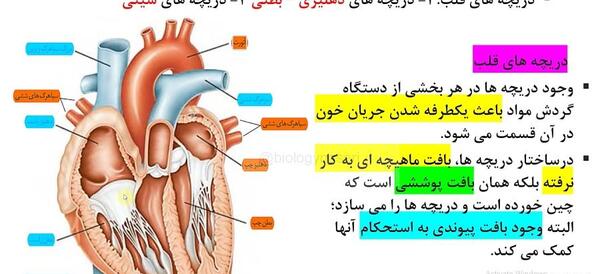 عکس قلب زیست دهم تجربی