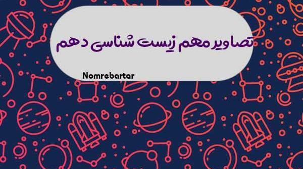 عکس قلب زیست دهم تجربی