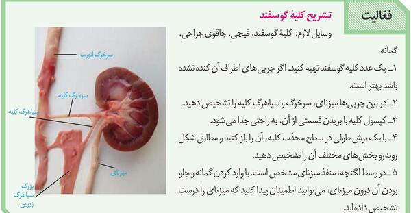 عکس قلب زیست دهم تجربی