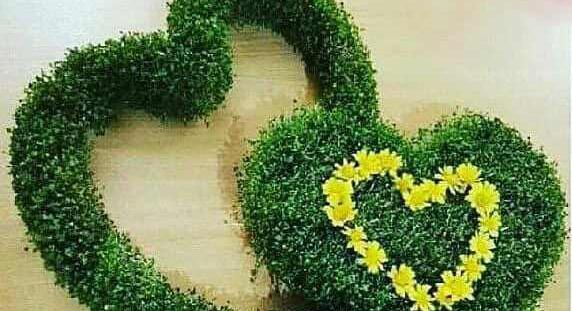 عکس قلب سبزه