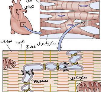 عکس ماهیچه قلب و معده