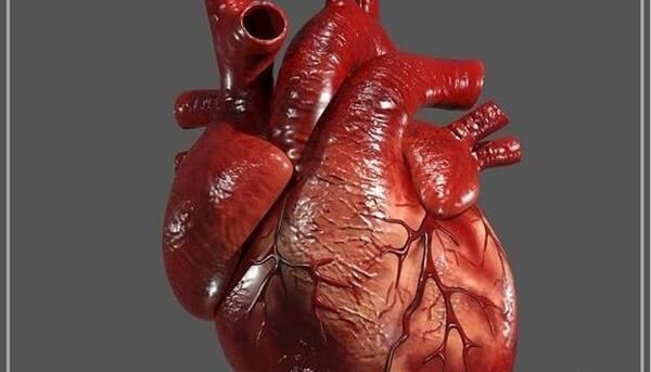 عکس ماهیچه قلب و معده