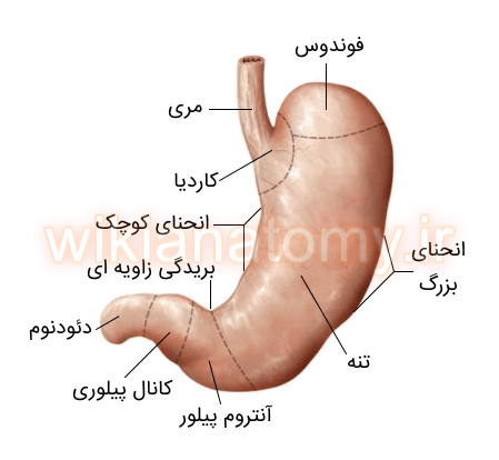 عکس ماهیچه قلب و معده