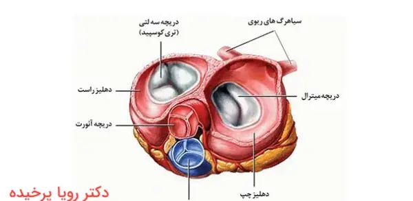 عکس دریچه قلب مصنوعی