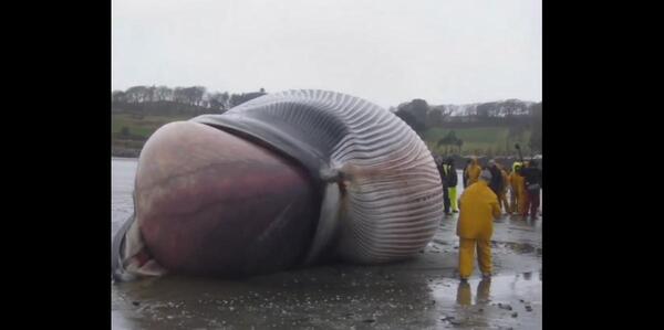 عکس قلب نهنگ واقعی