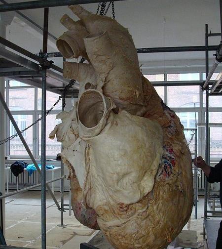 عکس از قلب نهنگ