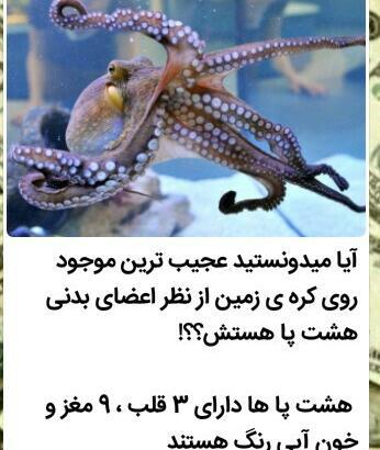 عکس قلب های هشت پا