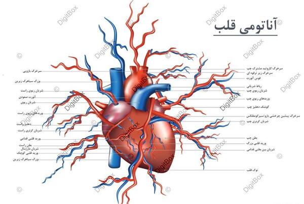 عکس قلب واقعی نقاشی