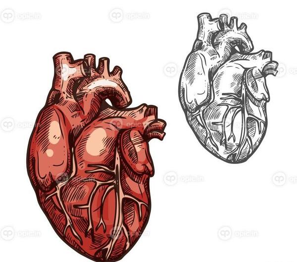 عکس قلب واقعی نقاشی