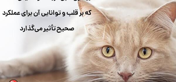 عکس قلب گربه ها