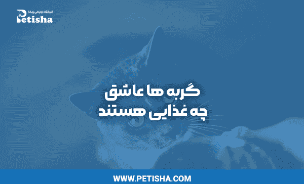 عکس قلب گربه ها