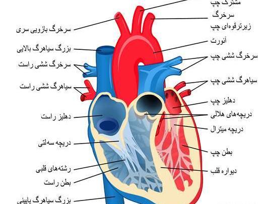 عکس قلب سالم و ناسالم