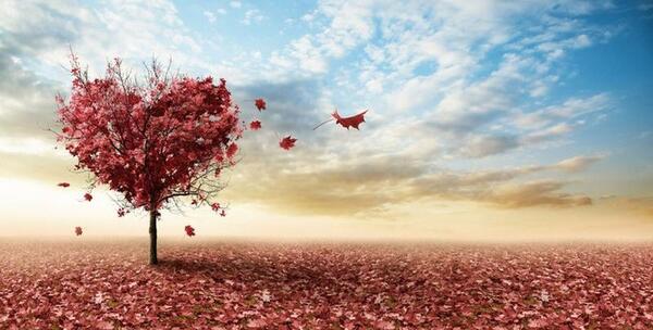 عکس های قلب در طبیعت