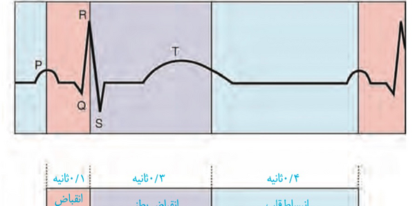 عکس ضربان قلب زیست دهم