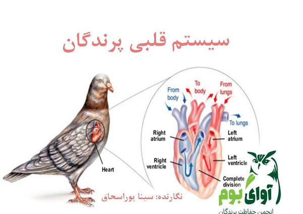 عکس ضربان قلب زیست دهم