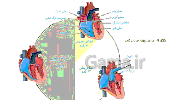 عکس ضربان قلب زیست دهم