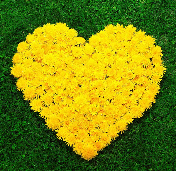 عکس قلب زرد عاشقانه