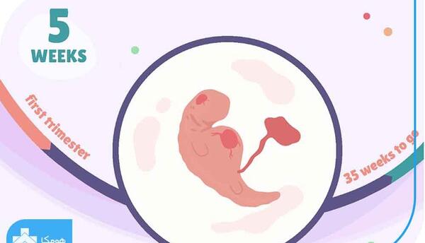عکس قلب جنین هفت هفته