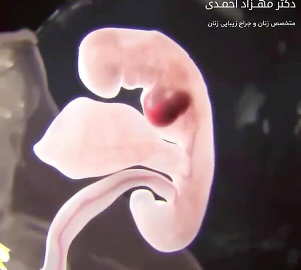 عکس قلب جنین هفت هفته