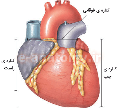 عکس جای قلب در بدن انسان