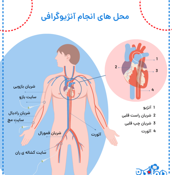 عکس جای قلب در بدن انسان