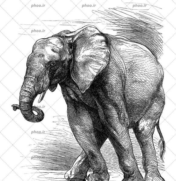 عکس نقاشی سوره ی فیل