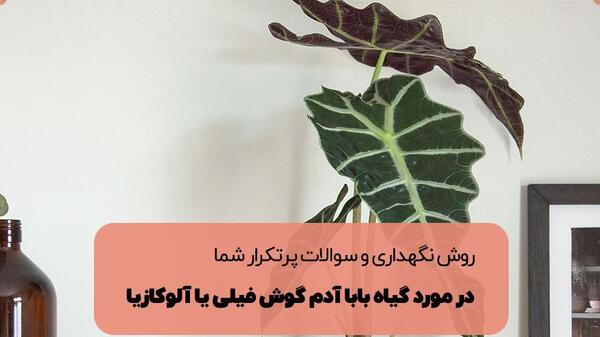 گیاه گوش فیل عکس