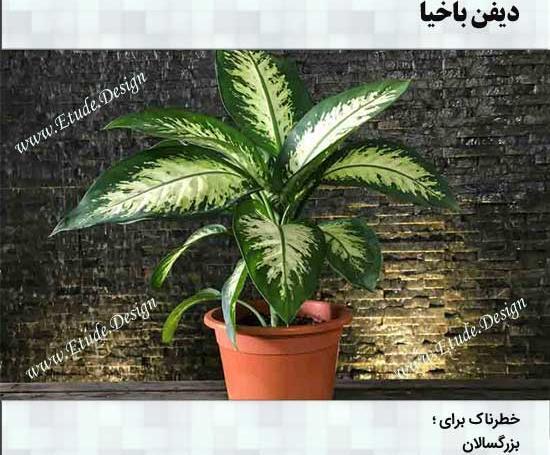 عکس گل فیلی