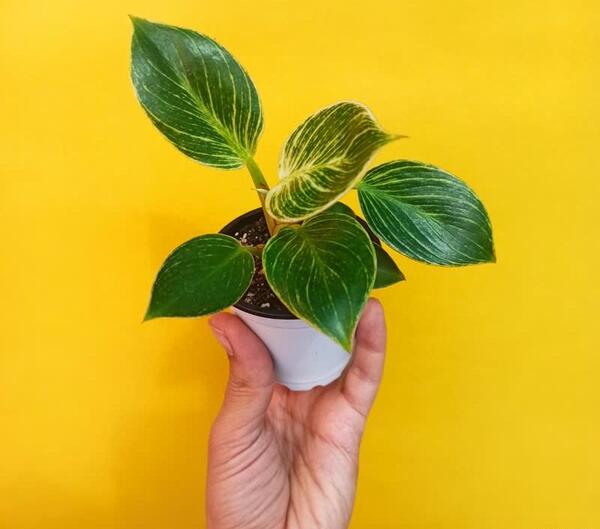 عکس گل فیلودندرون برکین