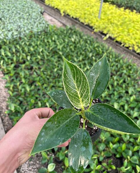 عکس گل فیلودندرون برکین