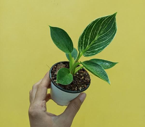 عکس گل فیلودندرون برکین