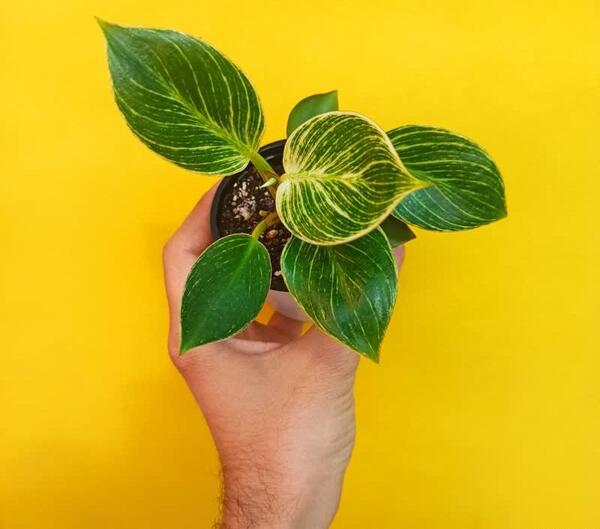 عکس گل فیلودندرون برکین