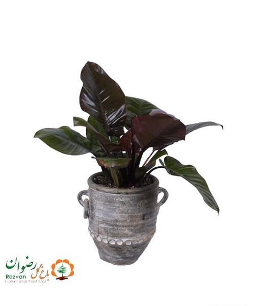 عکس گل فیلودندرون بلک