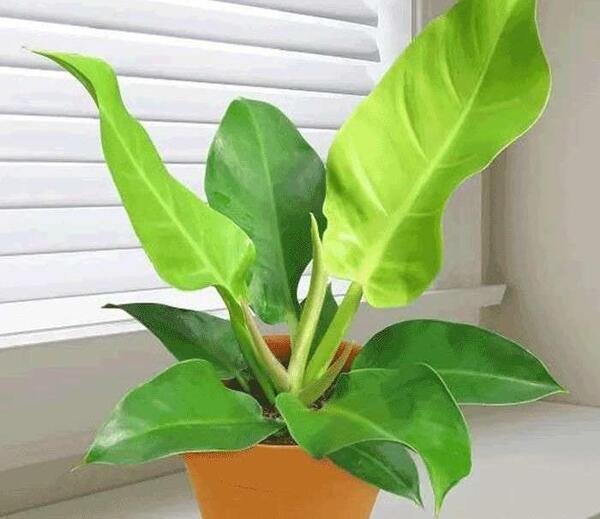 عکس گل فیلودندرون بلک