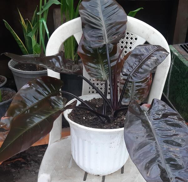 عکس گل فیلودندرون بلک