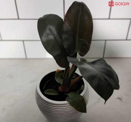 عکس گل فیلودندرون بلک