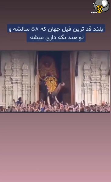 عکس بزرگترین فیل جهان