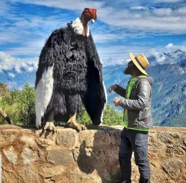 عکس بزرگترین فیل جهان